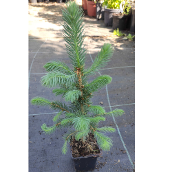 Dygioji eglė (melsvaspyglė f.) - Picea pungens GLAUCA