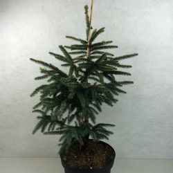 Juodoji eglė - Picea mariana Aurea C15 P30 50-60 CM