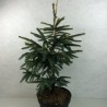 Juodoji eglė - Picea mariana Aurea C15 P30 50-60 CM