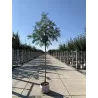 Rowan - Sorbus DODONG
