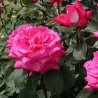 Rožė - Rosa Acapella