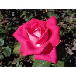 Rožė - Rosa Acapella