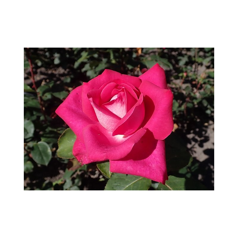 Rožė - Rosa Acapella