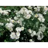 Rožė - Rosa MORDEN SNOWBEAUTY