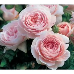 Rožė - Rosa QUEEN OF SWEDEN ®