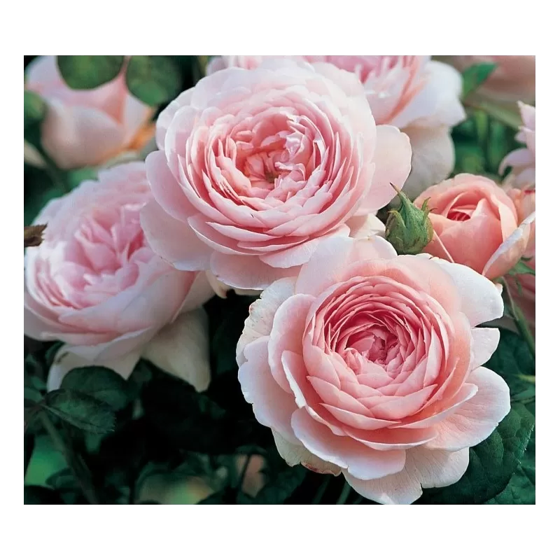 Rožė - Rosa QUEEN OF SWEDEN ®