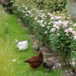 Rožė - Rosa QUEEN OF SWEDEN ®