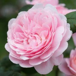 Rožė - Rosa QUEEN OF SWEDEN ®