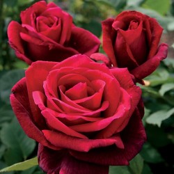 Rožė - Rosa MISTER LINCOLN