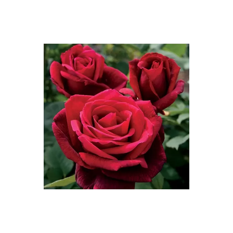Rosa MISTER LINCOLN