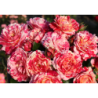 Rožė - Rosa ABRACADABRA ®