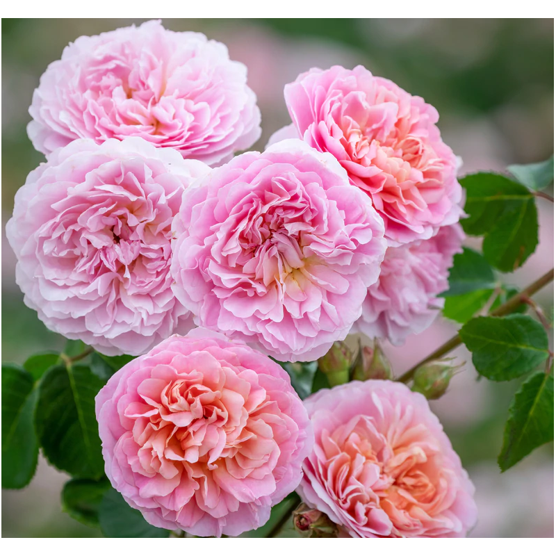 Rožė - Rosa EUSTACIA VYE
