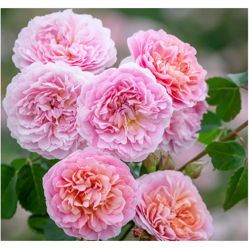 Rosa EUSTACIA VYE