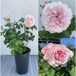 Rožė - Rosa EUSTACIA VYE