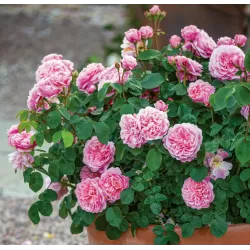 Rožė - Rosa EUSTACIA VYE