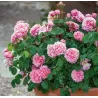 Rosa EUSTACIA VYE
