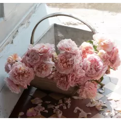 Rožė - Rosa EUSTACIA VYE