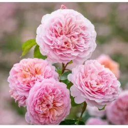 Rožė - Rosa EUSTACIA VYE