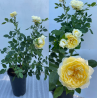 Rožė - Rosa VANESSA BELL ®