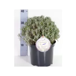 Lavandula angustifolia HIDCOTE