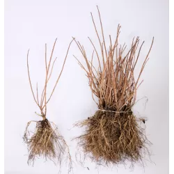 ŠABLONAS: Šluotelinė hortenzija - Hydrangea paniculata