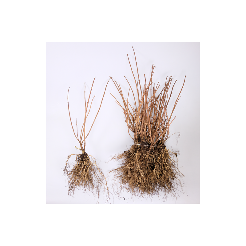 ŠABLONAS: Šluotelinė hortenzija - Hydrangea paniculata