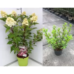 ŠABLONAS: Šluotelinė hortenzija - Hydrangea paniculata
