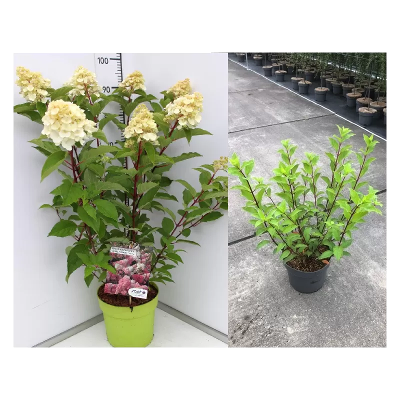 ŠABLONAS: Šluotelinė hortenzija - Hydrangea paniculata
