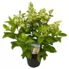 Šluotelinė hortenzija - Hydrangea paniculata PINK DIAMOND