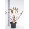 Šluotelinė hortenzija - Hydrangea paniculata PINK DIAMOND