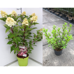 Šluotelinė hortenzija - Hydrangea paniculata PINK DIAMOND