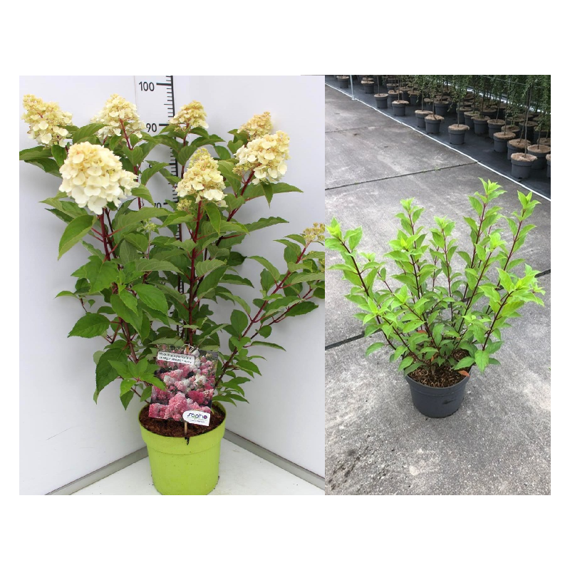 Šluotelinė hortenzija - Hydrangea paniculata PINK DIAMOND
