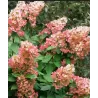 Šluotelinė hortenzija - Hydrangea paniculata PINK DIAMOND
