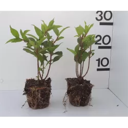 copy of ŠABLONAS: Šluotelinė hortenzija - Hydrangea paniculata