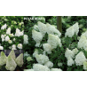 Šluotelinė hortenzija - Hydrangea paniculata POLAR BEAR