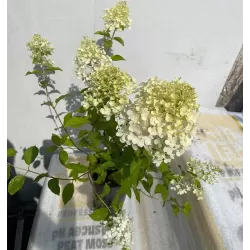 Hydrangea paniculata POLAR BEAR