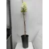 Šluotelinė hortenzija - Hydrangea paniculata POLAR BEAR