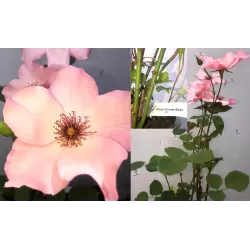 Rožė - Rosa DAINTY BESS