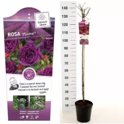 Rosa MINERVA