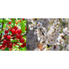 Pūkuotoji vyšnia - Prunus tomentosa