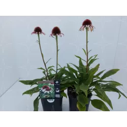 Ežiuolė - Echinacea STRAWBERRY AND CREAM