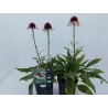 Ežiuolė - Echinacea PINK TIP C2