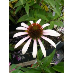 Ežiuolė - Echinacea STRAWBERRY AND CREAM