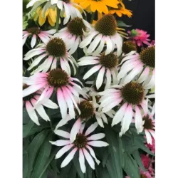 Ežiuolė - Echinacea PINK TIP C2