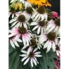 Ežiuolė - Echinacea PINK TIP C2