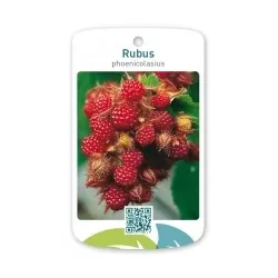 E-medelynas internete: vaismedžiai ir vaiskrūmiai