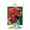 Raspberry - Rubus PHOENICOLASUS 