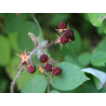 Raudondyglė avietė - Rubus phoenicolasius