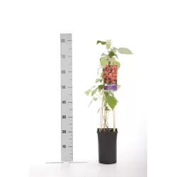 Raudondyglė avietė - Rubus phoenicolasius