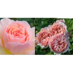 Rožė - Rosa CHARLENE DE MONACO